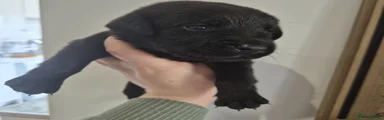 Brown collar