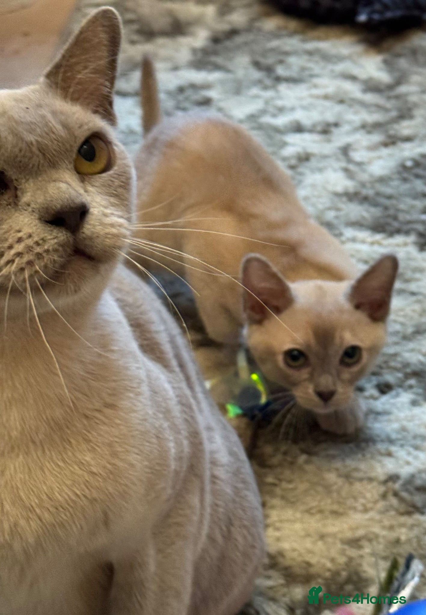 Burmese cats for sale: Adorable Burmese Kittens - Advert 5