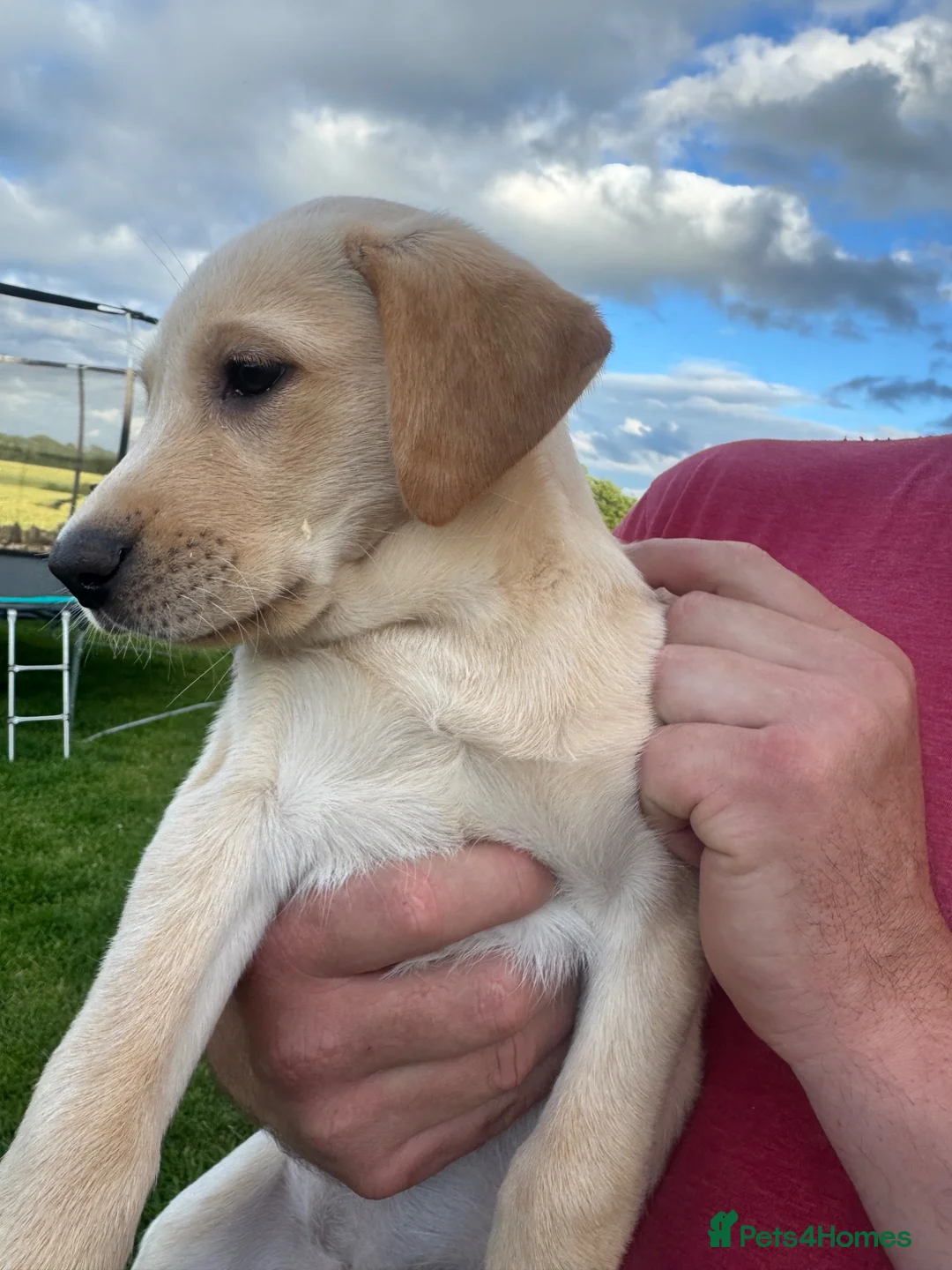Labrador Retriever dogs for sale: KC Reg. Yellow Bitch Puppy  - Advert 1