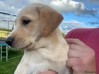 Labrador Retriever dogs KC Reg. Yellow Bitch Puppy - Advert 1