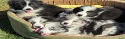 Border Collie dogs for sale: Stunning KC Registered Border Collie Puppies  - Advert 7