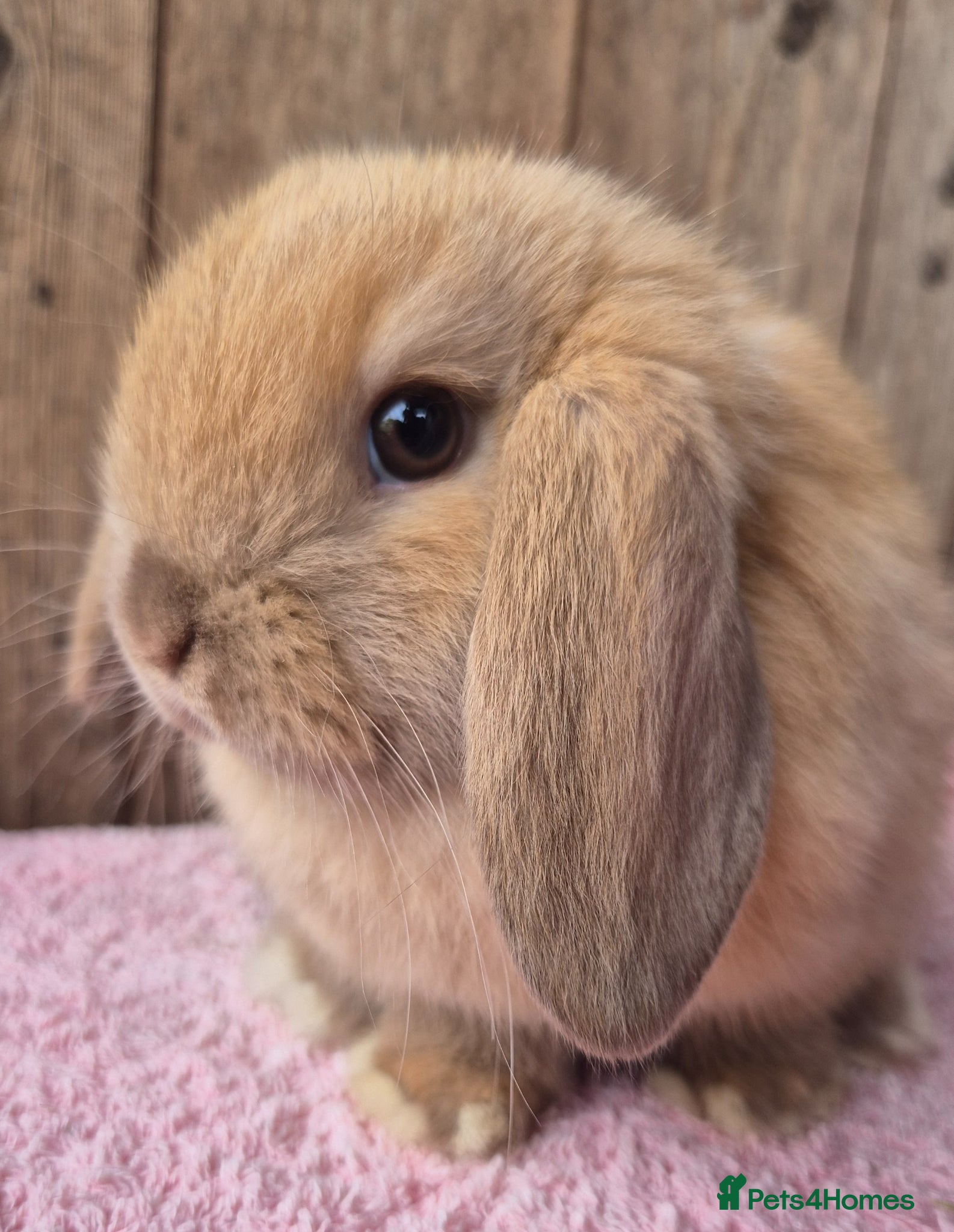 Mini Lop rabbits Mini lop baby rabbits. Ready now.  - Advert 7