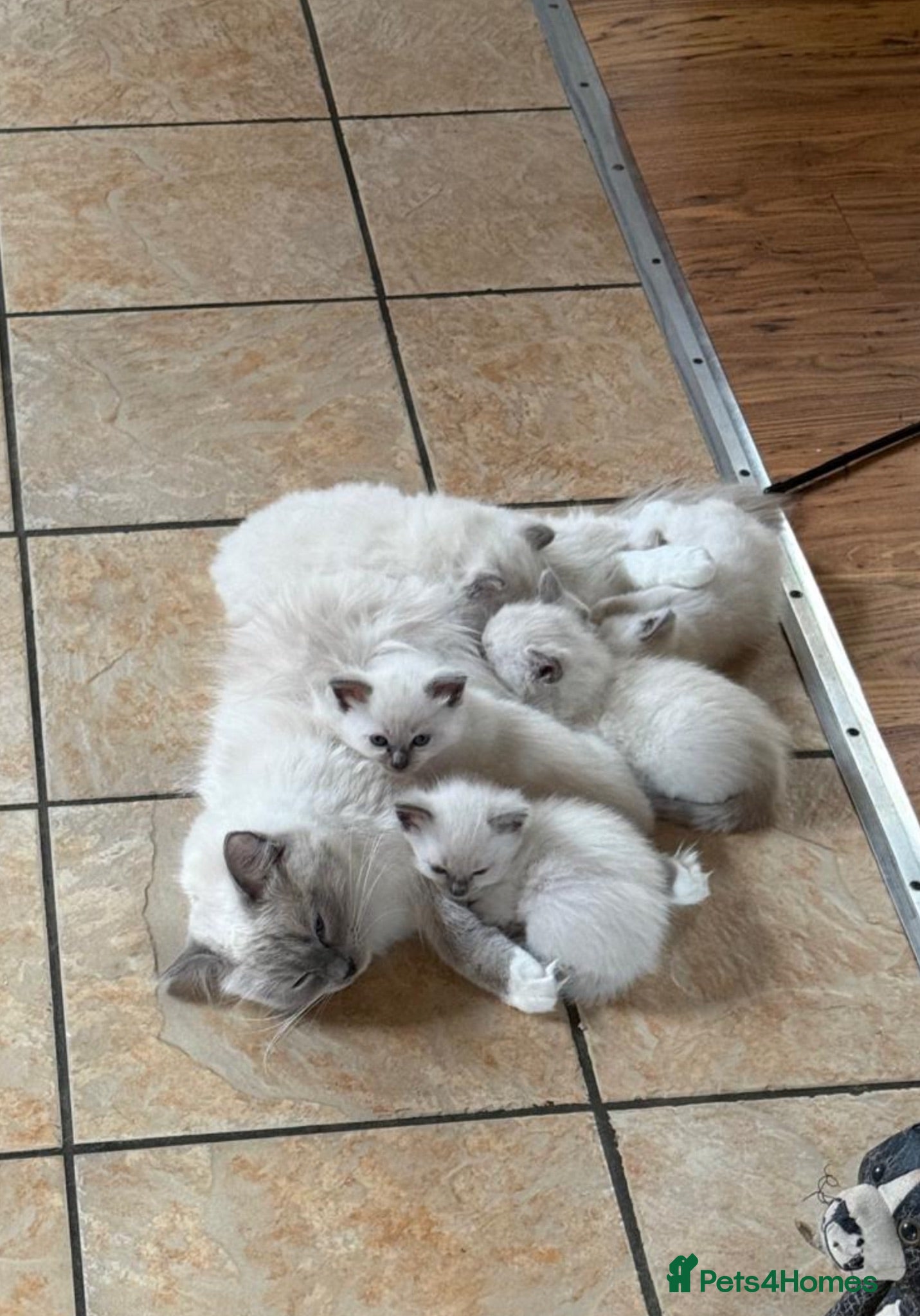 Ragdoll cats Beautiful blue point radgdoll kittens  - Advert 2