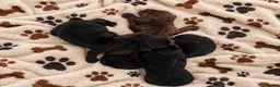 Sprocker dogs for sale: Our Precious Springer Spaniel Lucy has had babies - Advert 8