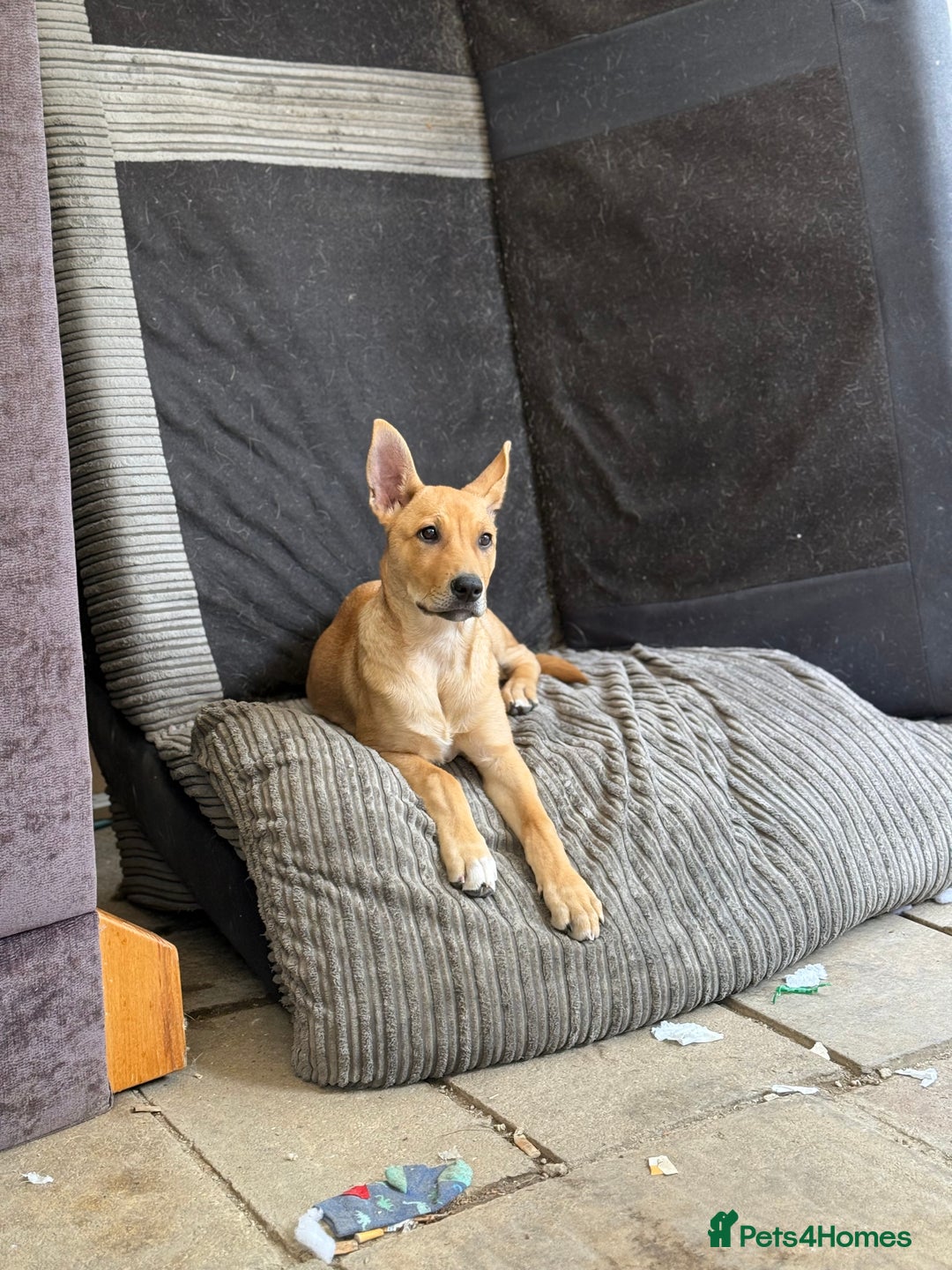 Mixed Breed dogs for sale: Lexi 7 Months old - Advert 1