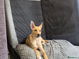 Mixed Breed dogs This is Lexi - Advert 1