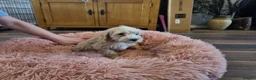 Mixed Breed dogs for sale: Cockerpoo/schnauzer - Advert 23