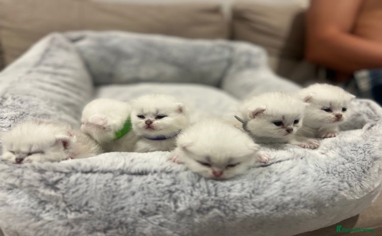 Scottish Fold cats - Advert 12