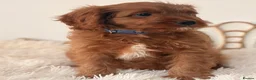 Cavapoo dogs for sale: F1 beautiful red cavapoo puppies Family raised in Sidcup - Advert 4