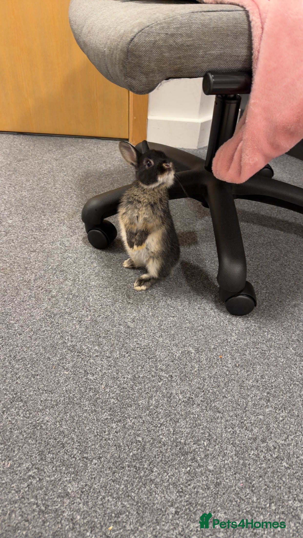 Netherland Dwarf rabbits Netherland Dwarf for sale in Guildford - Advert 15