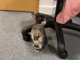 Netherland Dwarf rabbits Netherland Dwarf for sale in Guildford - Advert 15