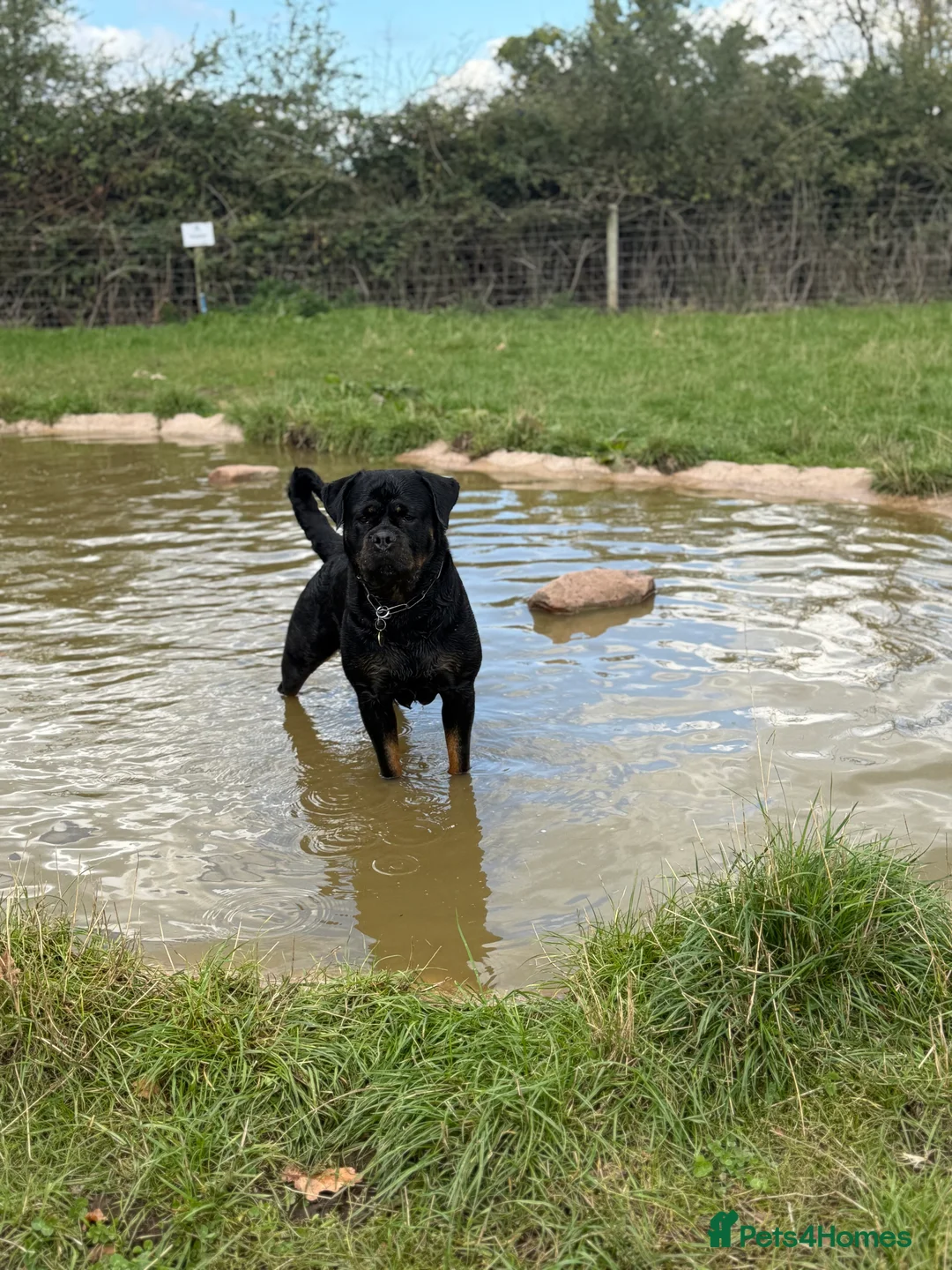 Rottweiler dogs for sale: Expecting Rottweiler pups - ready end of May  - Advert 22