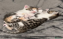 Bengal cats for sale: Bengal Calico kittens  - Image 2