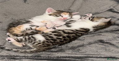 Bengal cats - Advert 8