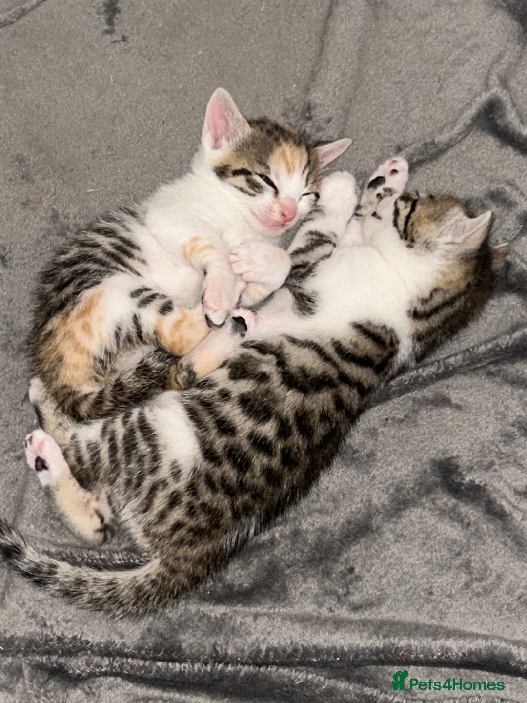 Bengal cats for sale: Bengal Calico kittens  - Image 2