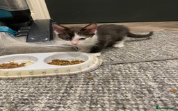 Mixed Breed cats for sale: 🐾 Friendly 8wk Kitten – Ready Today – £300🐾 - Image 5