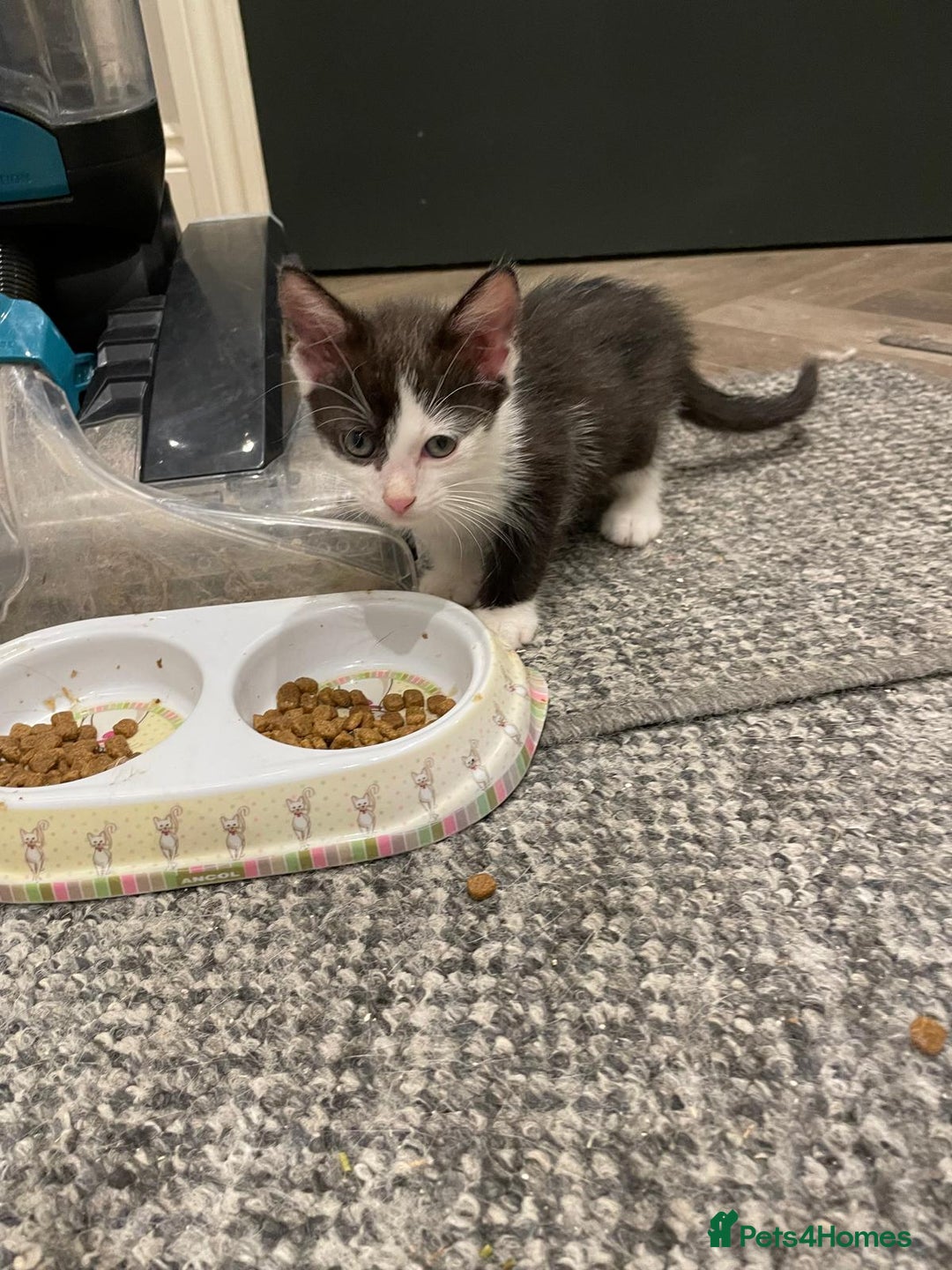 Mixed Breed cats for sale: 🐾 Friendly 8wk Kitten – Ready Today – £300🐾 - Image 5