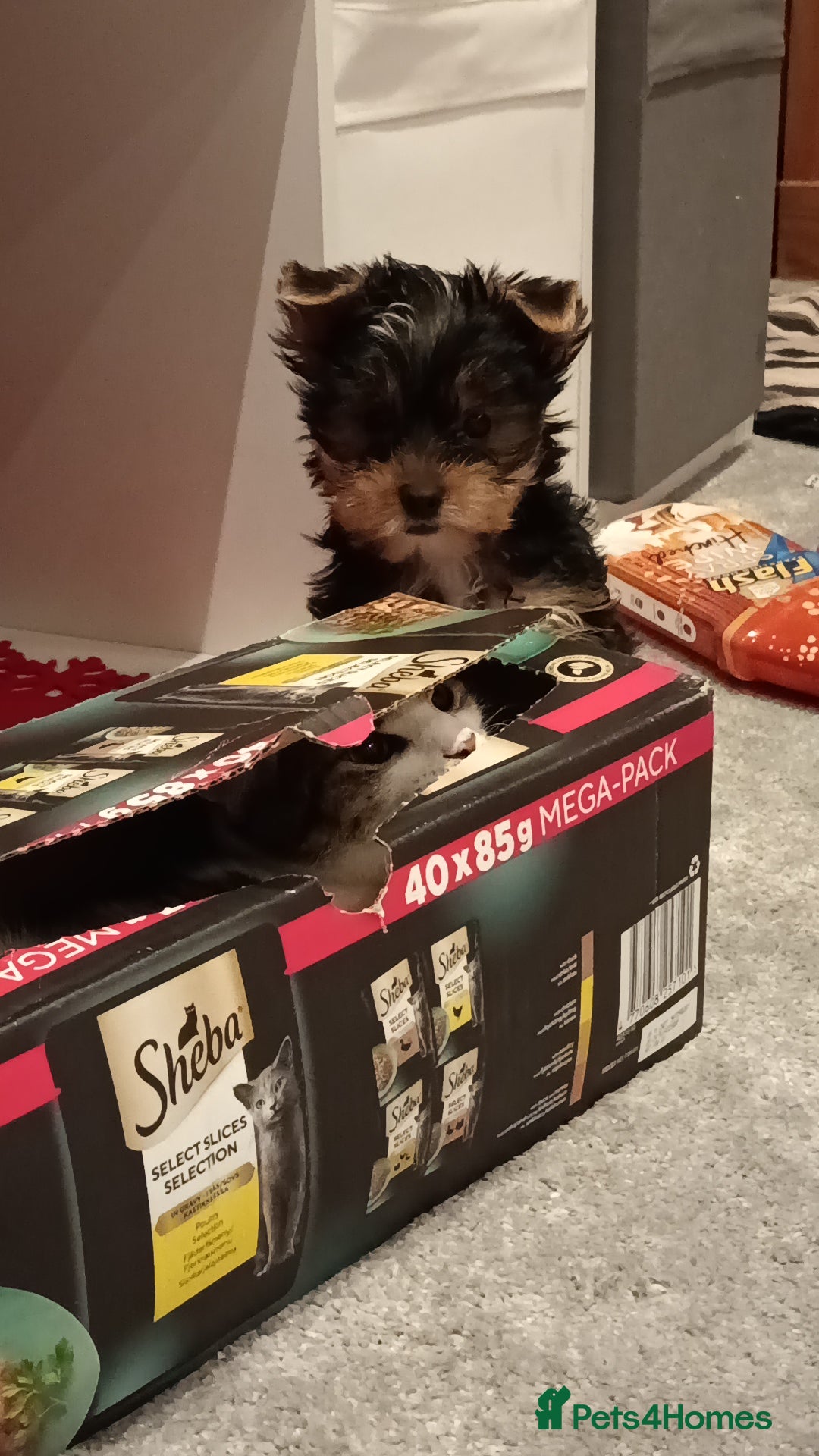 Yorkshire Terrier dogs for sale: Sweet Yorkshire Terrier  - Advert 4