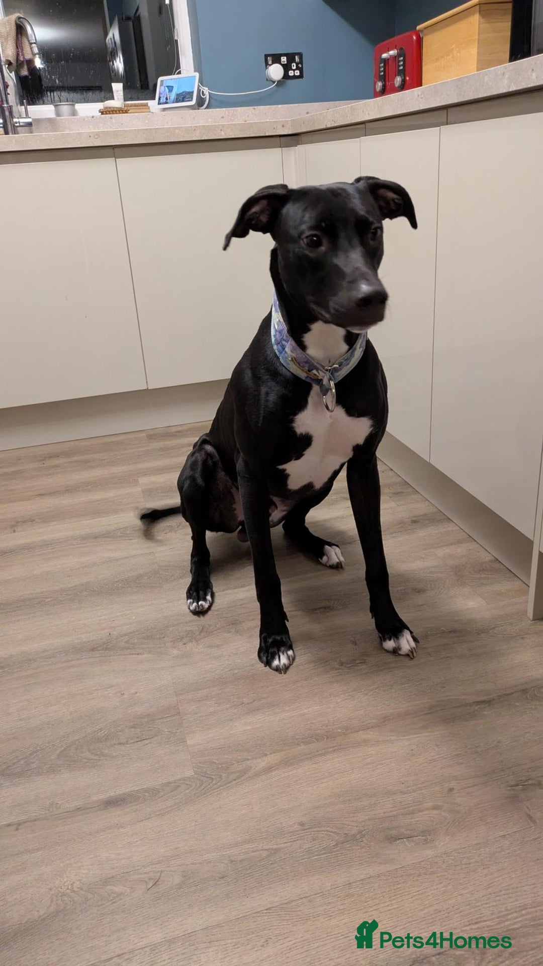 Lurcher dogs for sale: Lurcher - Advert 7