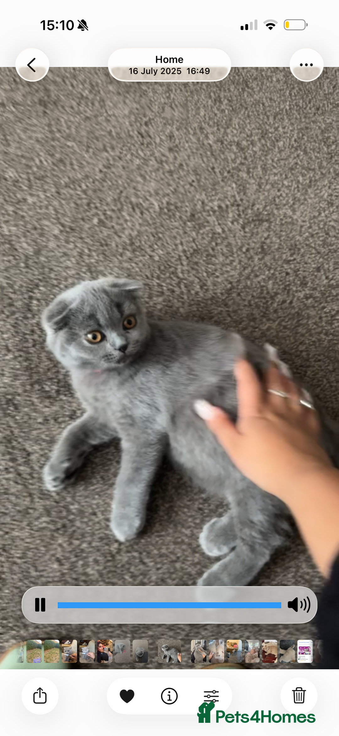Scottish Fold cats for sale: Beautiful soft baby girl! - Advert 3