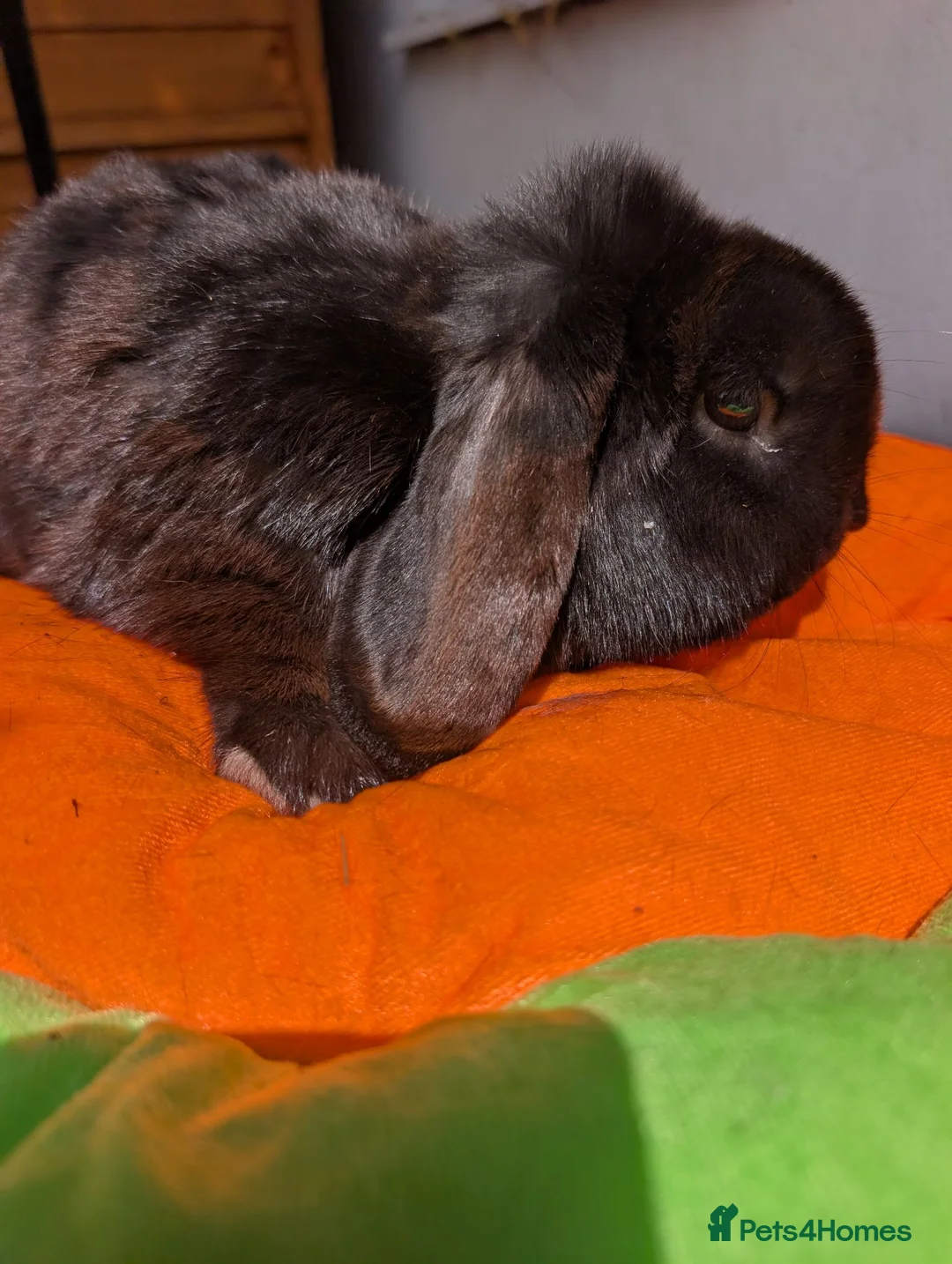 Mini Lop rabbits for sale: Neutered and vaccinated rabbit - Advert 3