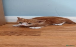 Domestic Shorthair cats for sale: READY NOW! 3 kittens for sale 2 boys 1 girl.  - Image 11