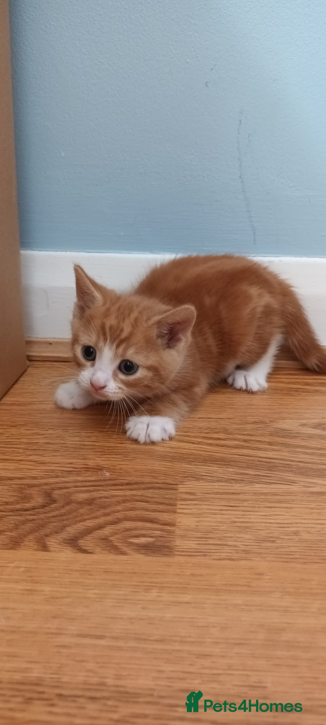 Domestic Shorthair cats for sale: READY NOW! 3 kittens for sale 2 boys 1 girl.  - Image 11