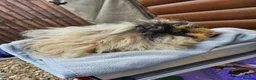 Guinea Pig rodents for sale: Male Guinea pigs purebred Lunkarya/Lunkarya cross - Advert 7