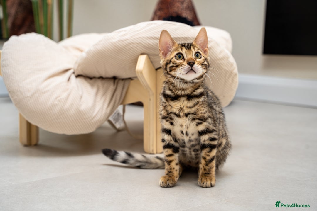 Bengal cats for sale: Top quality Bengal Girl- TICA reg.- AVAILABLE NOW - Advert 12