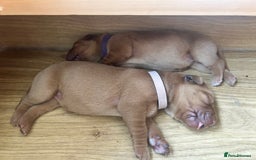 Labrador Retriever dogs for sale: KC Fox Red Labrador puppies - Image 4