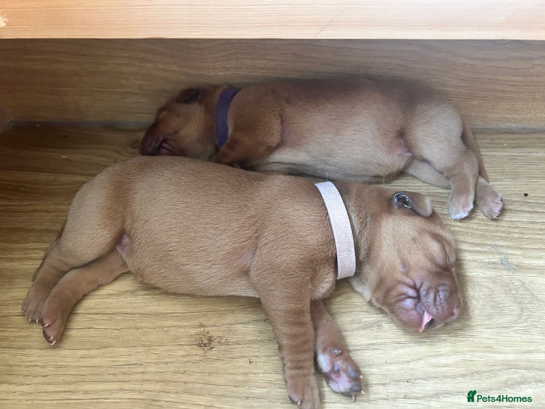 Labrador Retriever dogs for sale: KC Fox Red Labrador puppies - Image 4