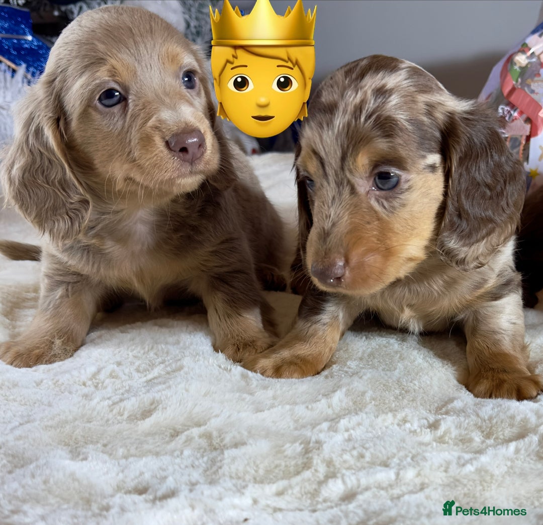 Miniature Dachshund dogs for sale: Dachshund miniature long hair - Advert 16