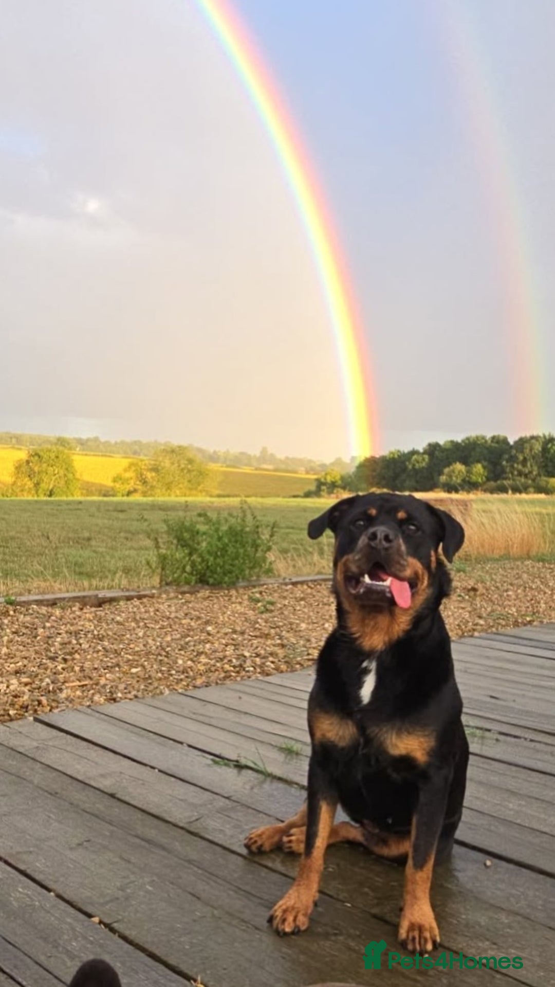 Mixed Breed dogs for sale: Farm dogs due. Rottweiler & dogue de bordeaux  - Advert 6