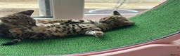 Savannah cats for sale: 🏵️ WORLDS BEST LINES 🏵️ Savannah F2 & F3 Kittens - Advert 17