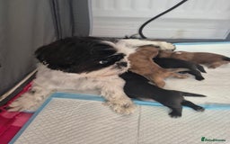 Shih Tzu dogs for sale: ✨ Beautiful Shih Tzu Puppies for Sale ✨ - Image 2