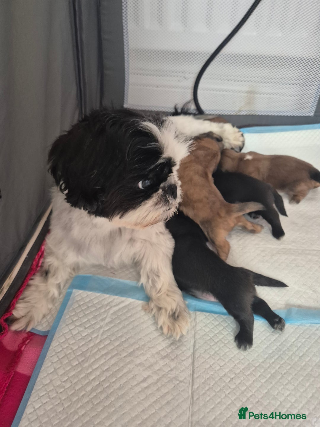 Shih Tzu dogs for sale: ✨ Beautiful Shih Tzu Puppies for Sale ✨ - Image 2