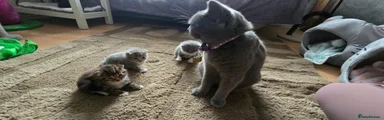 British Shorthair 1