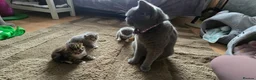 British Shorthair cats for sale: Sweet British little ones - Advert 8