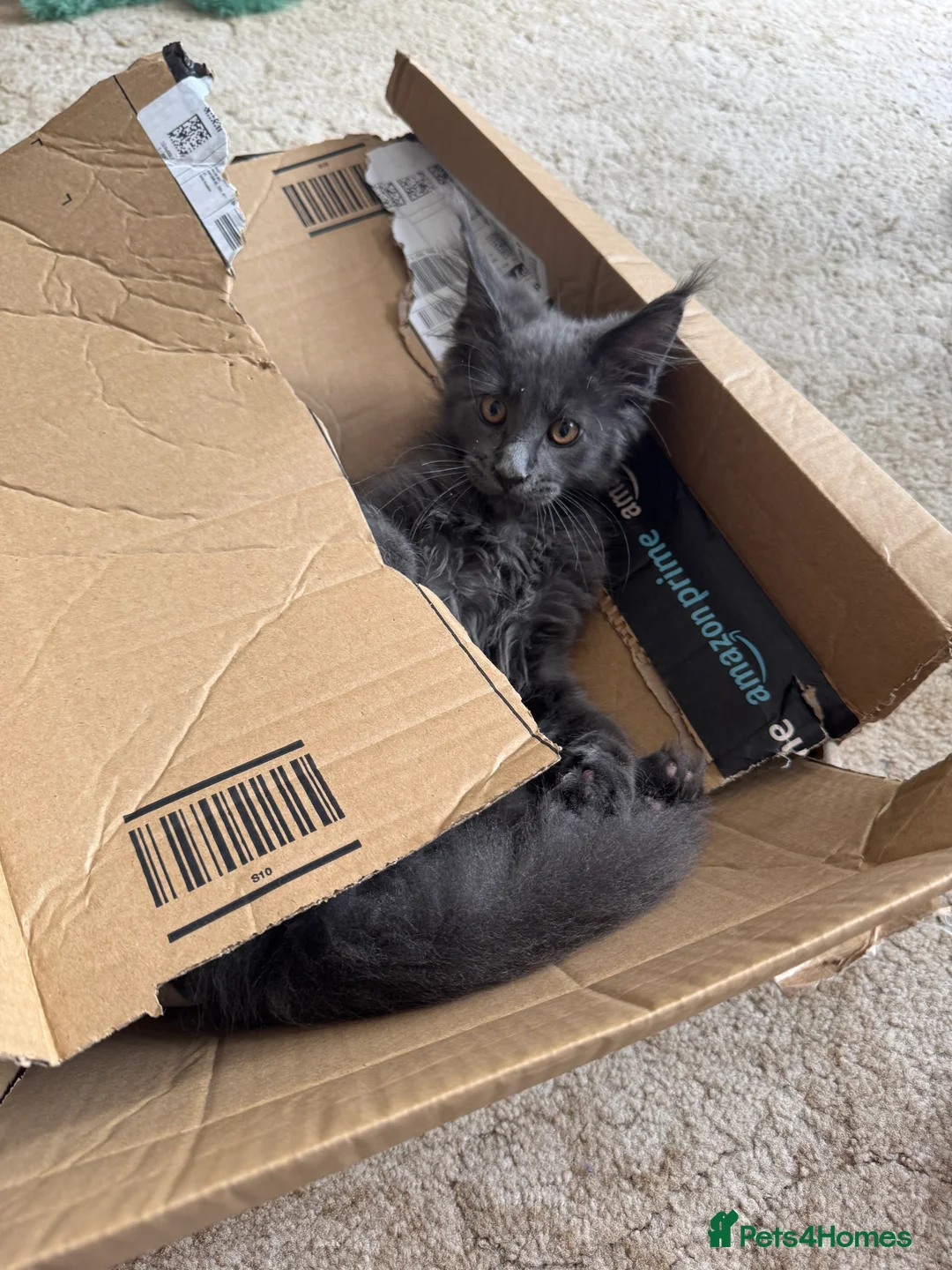 Maine Coon cats for sale: Maine Coon. TICA male - Advert 2