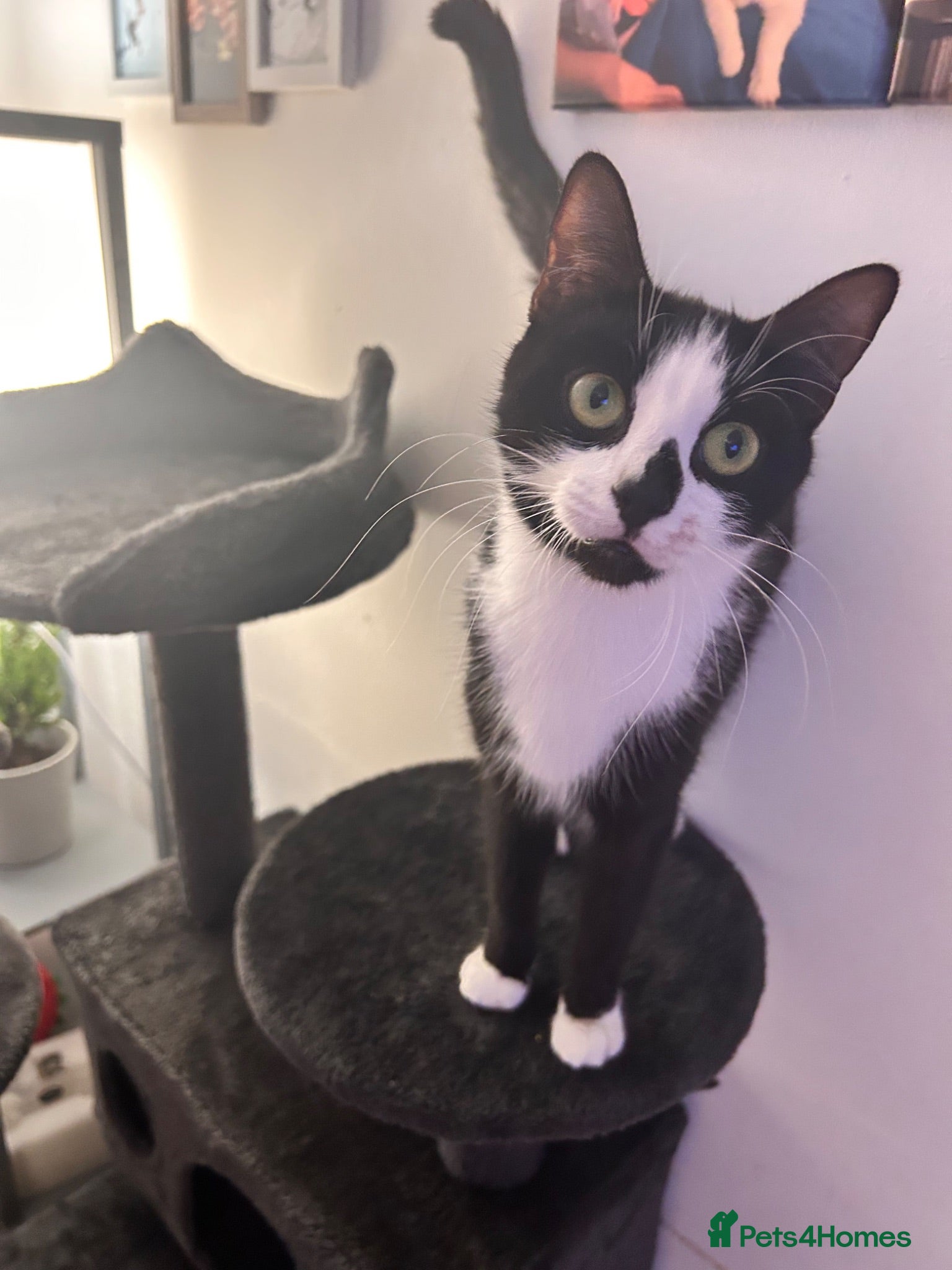 Mixed Breed cats 3 male kittens for sale  - Advert 2