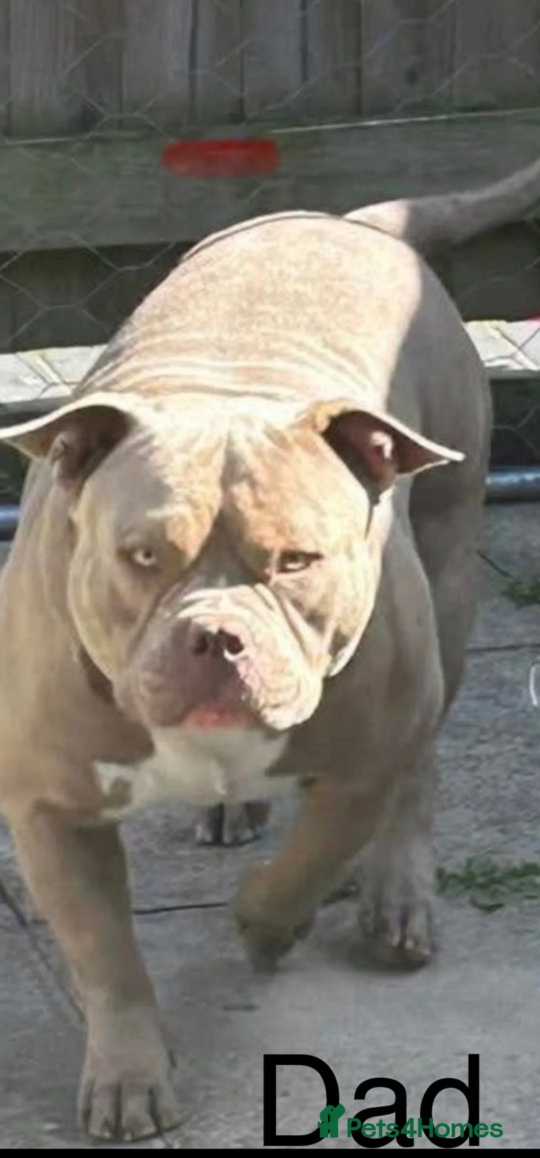 American Bully dogs for sale: Pocket bully pups  in Newcastle upon Tyne - Advert 16