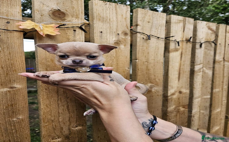 Chihuahua dogs - Advert 4