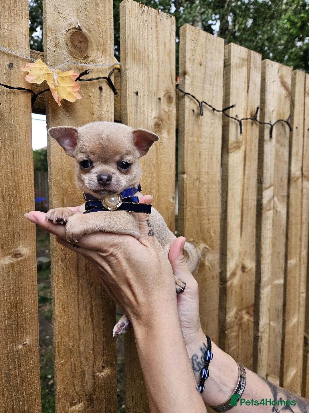Chihuahua dogs for sale: Beautiful Tiny Chihuahua puppies - Image 1