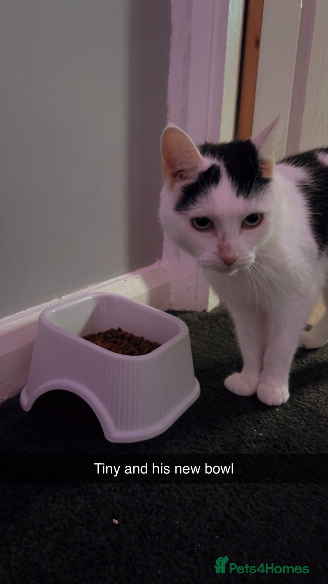 Mixed Breed cats for sale: Neutered male cat - Advert 2