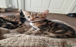 Mixed Breed cats for sale: 6 friendly tabby kittens - Image 13