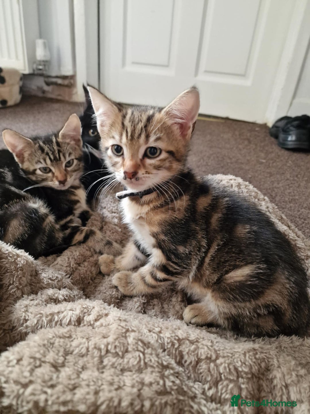 Mixed Breed cats for sale: 6 friendly tabby kittens - Image 13