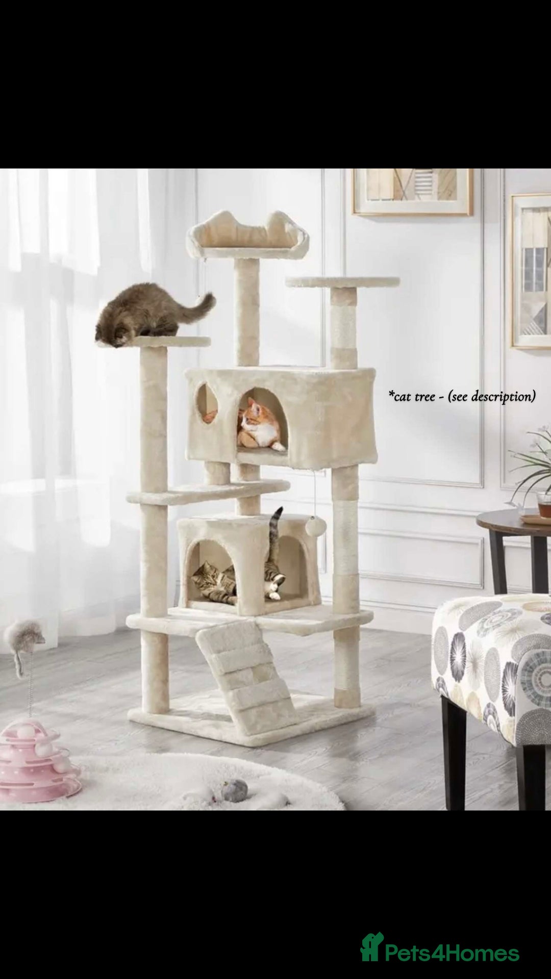 British Shorthair cats for sale: Female British Shorthair - £200 package included! - Image 5
