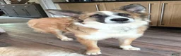 Mixed Breed dogs for adoption: Kyle - Beautiful Collie mix boy  - Advert 10