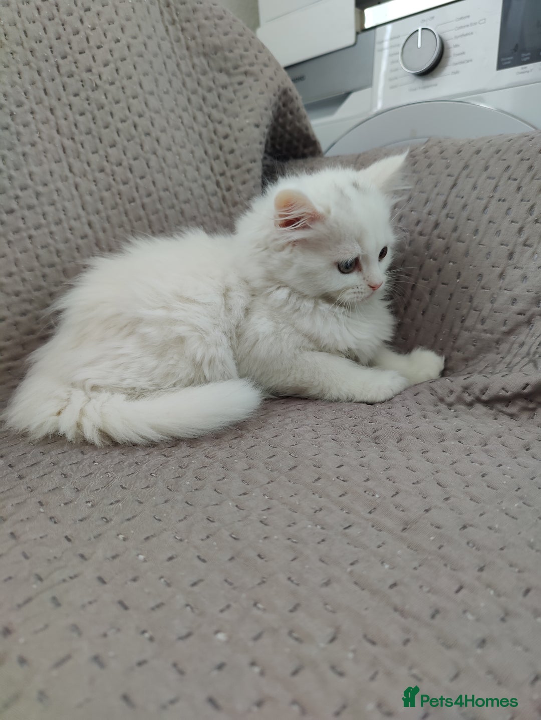 Mixed Breed cats for sale: Persian Mix kittens  - Advert 23