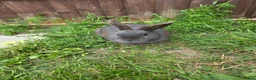 Mixed Breed rabbits for sale: Handsome Douglas neutered vaccinated  - Advert 2